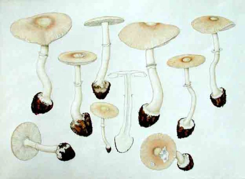 Leucoagaricus sublittoralis (Kühner ex Hora) Singer